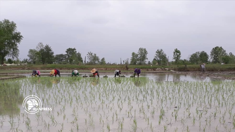 Iranpress: انطلاق موسم زراعة الأرز في حقول محافظة غيلان الإيرانية