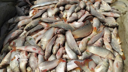 استمرار صيد الأسماك العظمية في شواطئ محافظة كلستان