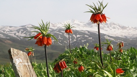 جمال أزهار التوليب المقلوب على سفوح جبال ‘مرغور’