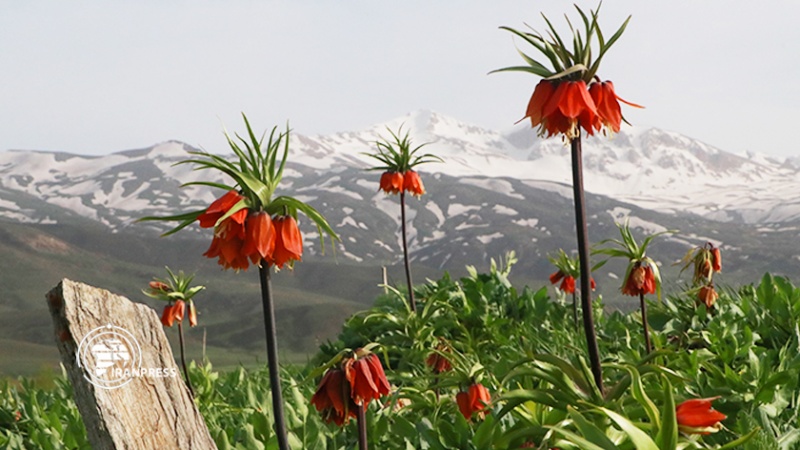 Iranpress: جمال أزهار التوليب المقلوب على سفوح جبال ‘مرغور’