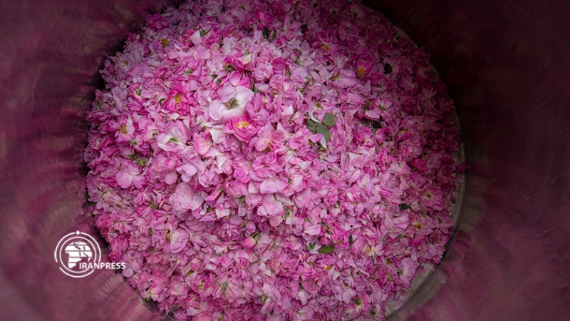 Iranpress: مدينة ميمند مصدرة لماء الورد وزيت الورد الدمشقي (المحمدي)