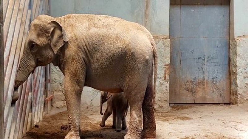 Iranpress: ولادة أول فيل في إيران