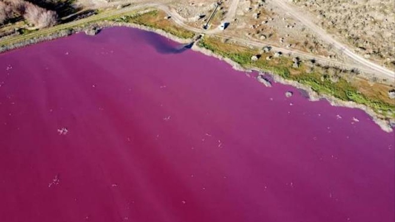 Iranpress: بحيرة في الأرجنتين تتحول إلى اللون الوردي بسبب غير طبيعي