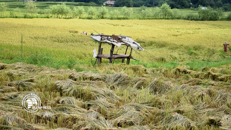 Iranpress: حصاد الأرز من مزارع غيلان 