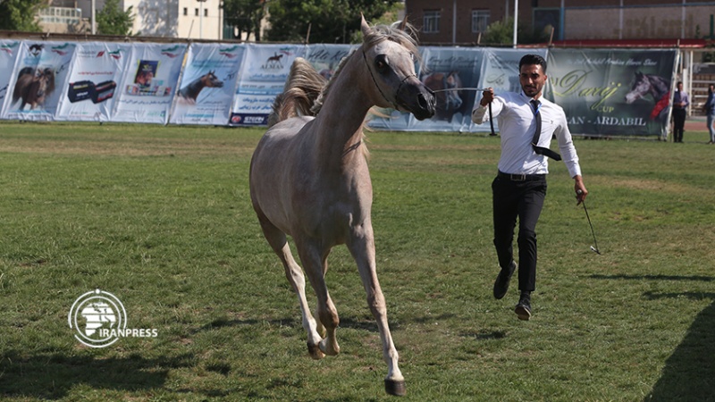 Iranpress: مهرجان الخيول العربية الأصيلة في مدينة أردبيل