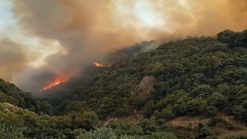 Iranpress: ارتفاع حصيلة القتلى لحرائق الغابات في الجزائر إلى 42 شخصا