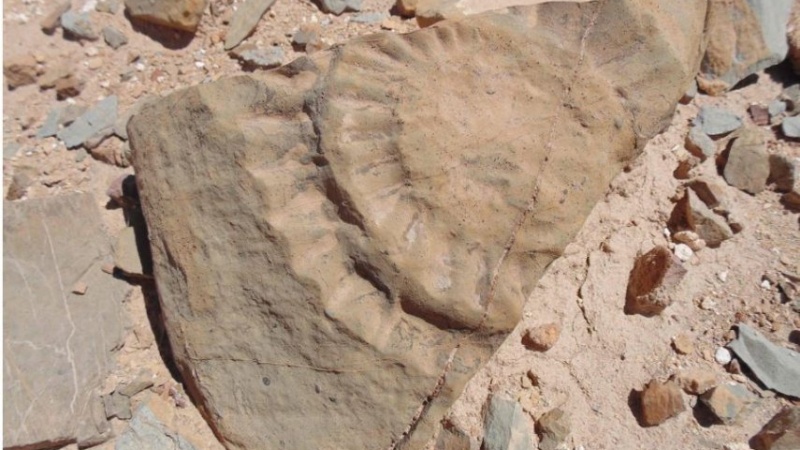 ایران برس: هذه البقایا الحفرية حلّت خطأ علميًا يتعلق بالديناصورات العملاقة