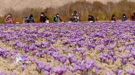حصاد الزعفران في إيران وتصديره إلى أكثر من 60 دولة