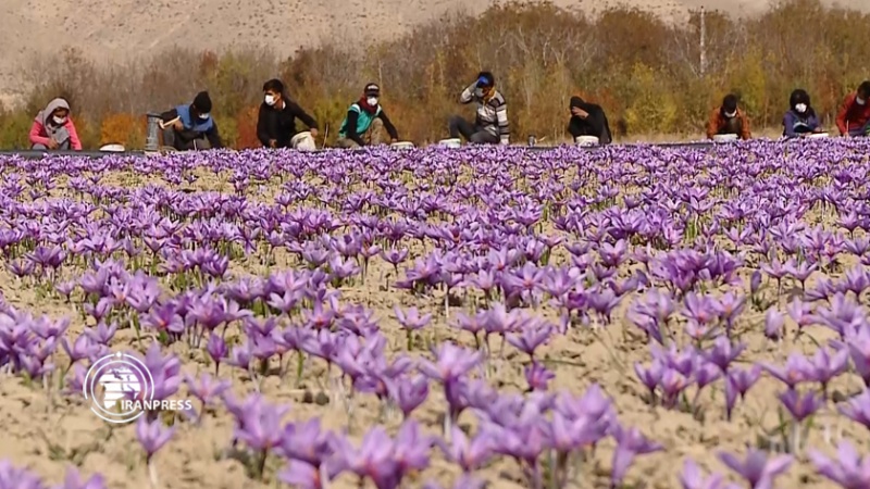 Iranpress: حصاد الزعفران في إيران وتصديره إلى أكثر من 60 دولة
