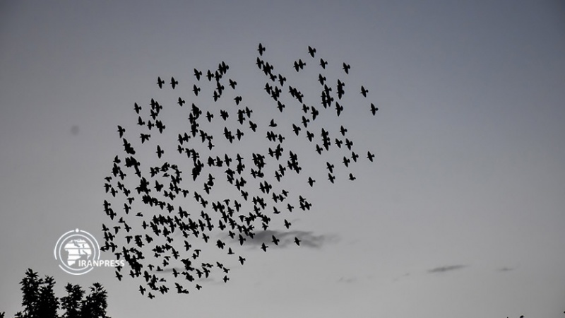 Iranpress: مشاهد من طيران طيور الزرزور في سماء مدينة أراك