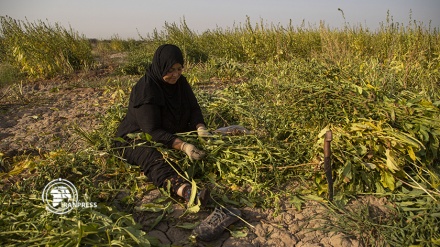 حصاد السمسم في محافظة خوزستان