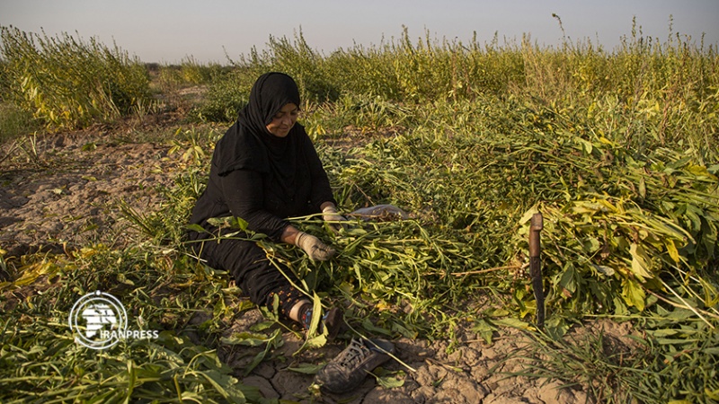 Iranpress: حصاد السمسم في محافظة خوزستان