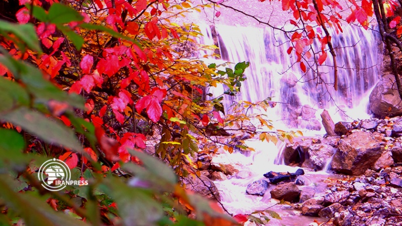 Iranpress: الجمال المذهل لغابات الهيركان في فصل الخريف