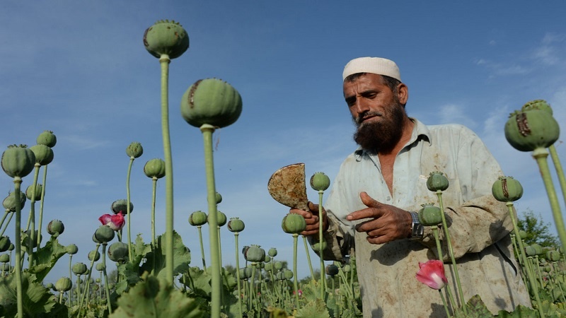 Iranpress: طالبان تعطي وعدًا بـ إيقاف زراعة المخدرات