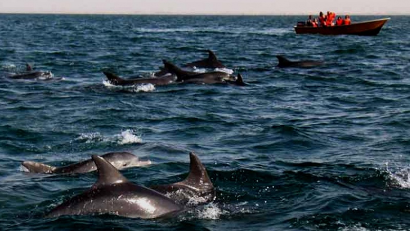 Iranpress: فرحة الدلافين في جزيرة هنغام الإيرانية