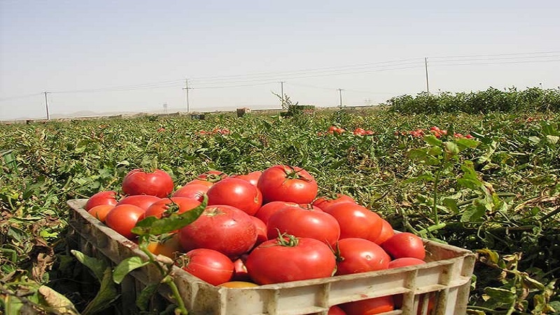 Iranpress: صادرات 217 ألف طن من المنتجات الزراعية عبر معبر مهران