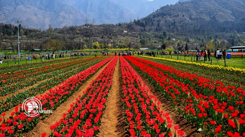 Iranpress: أكبر حديقة توليب في آسيا تقع في كشمير