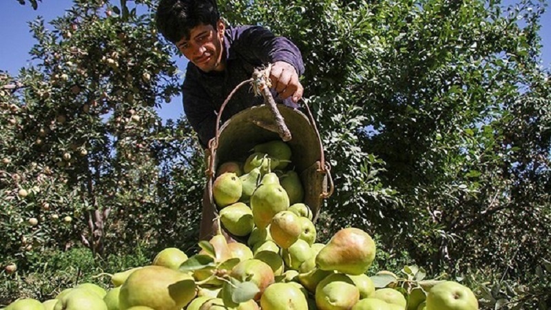 Iranpress: زيادة صادرات المنتجات الزراعية إلى العراق من معبر ‘مهران’