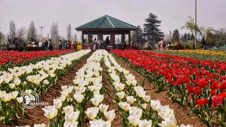 بزرگترین باغ گل لاله‌ آسیا در کشمیر