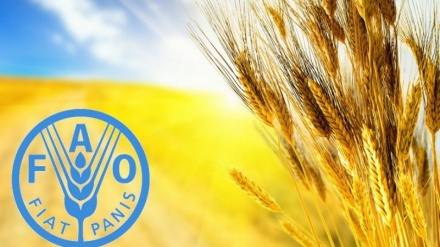 هشدار فائو درباره تهدید امنیت غذایی جهان در بحبوحه جنگ در اوکراین 