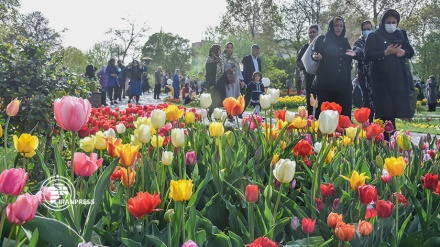 جشنواره گل لاله در اراک؛ زیبایی بهار با لاله‌های رنگارنگ    