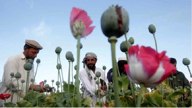 Iranpress: إيران تعلن استعدادها لإنتاج محاصيل بديلة للخشخاش في أفغانستان