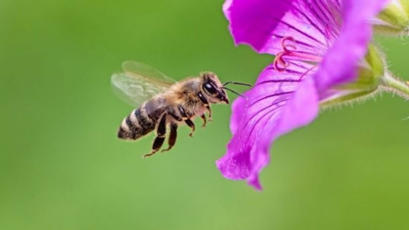 ایران برس: باحثون يحذّرون: أزمة المناخ قد تؤدي إلى ظهور النحل بأحجام أصغر!