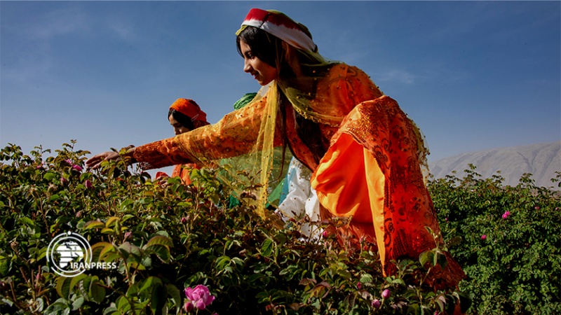 Iranpress: ميمند.. قطب الأزهار وماء الورد في جنوب إيران