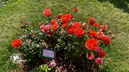 أزهار الروز الإيرانية تزيّن حديقة الورود في روما