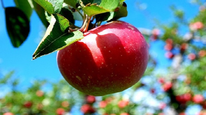 Iranpress: استئناف صادرات التفاح الإيراني إلى باكستان