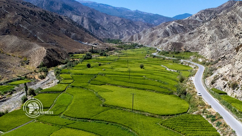 Iranpress: جمال مزارع الأرز بشكل سلّمي في قرية ‘وطن’ السياحية