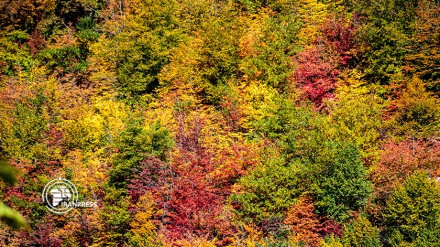  تصاویری زیبا از طبیعت پاییزی جنگل‌های هیرکانی در گلستان