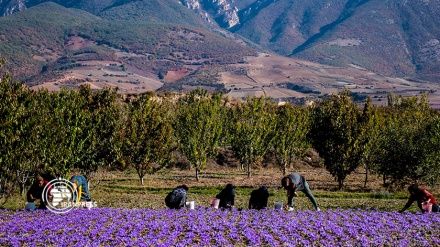 برداشت زعفران در گلستان؛ برند جهانی طلای سرخ ایران