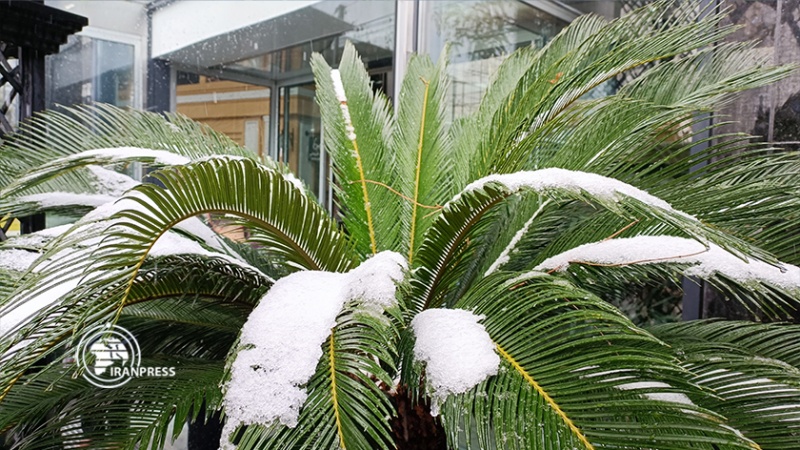 Iranpress: شاهد تساقط الثلوج في الخريف بطهران