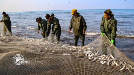 تصاویری از صید ماهیان استخوانی در سواحل مازندران 