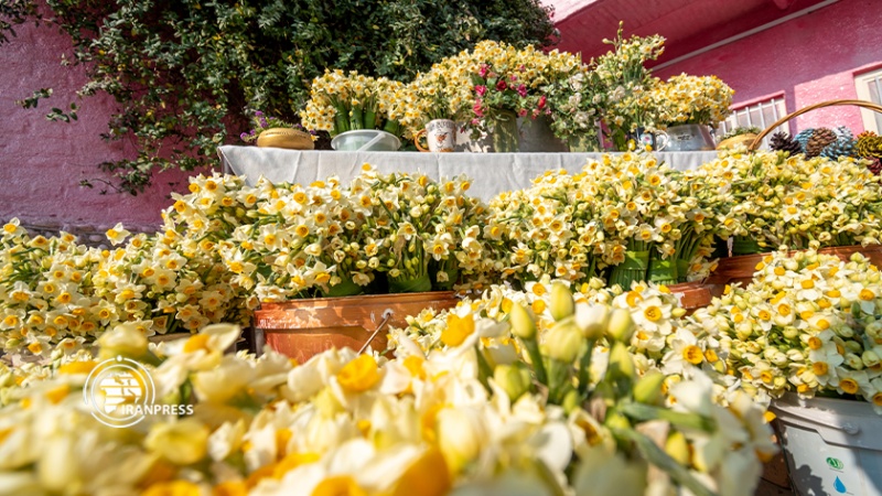 Iranpress: إقامة مهرجان نبتة النرجس في شمال إيران