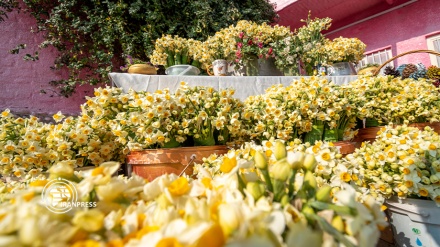 زیبایی برداشت گل نرگس در قاب ایران‌پرس