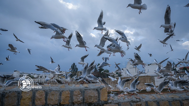 Iranpress: ازدهار السياحة مع هجرة الطيور إلى شيراز