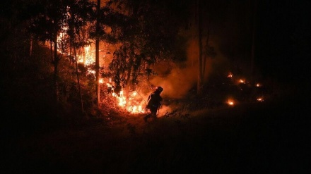 جنگل‌‌های شیلی طعمه حریق‌های آتش