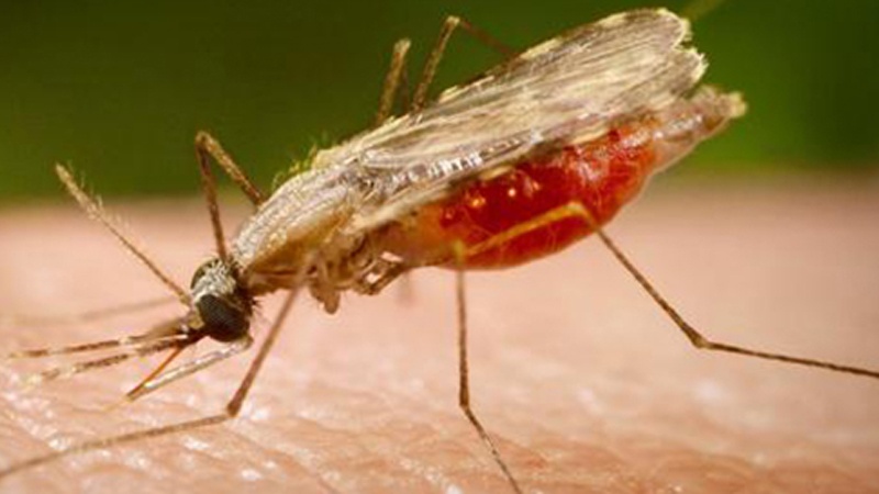 Iranpress: الملاريا لا تزال مرضًا فتاكًا في أفريقيا