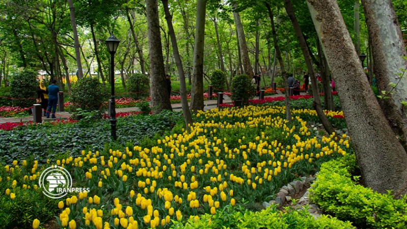 Iranpress: جمال زهور التوليب وهندسة ‘الحديقة الإيرانية’ في طهران من عدسة إيران برس