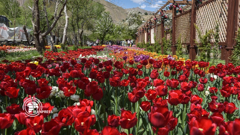 Iranpress: انطلاق مهرجان حديقة شقائق النعمان في منطقة آسارا السياحية غربي طهران