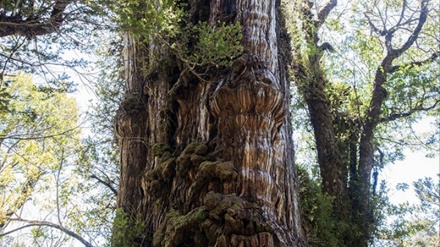العثور على أقدم شجرة في العالم
