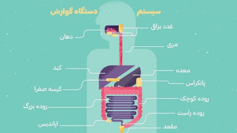 Iranpress: 29 می، روز جهانی سلامت دستگاه گوارش