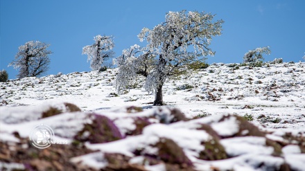  جلوه‌ زیبای برف‌ بهاری‌ در طبیعت‌ جنگل ‌اولنگ 