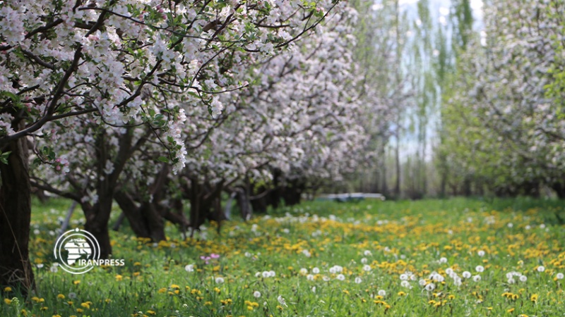 Iranpress: سحر الربيع في منطقة سيلوانا في شمال غربي إيران يجذب السيّاح