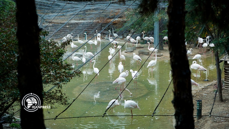 ایران برس: التجول في حديقة الطيور بطهران مع غناء العصافير