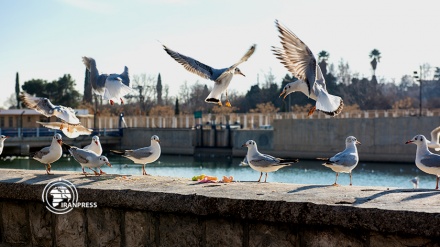 منظر جميل لمدينة شيراز السياحية مع بدء موسم هجرة الطيور + فيديو 